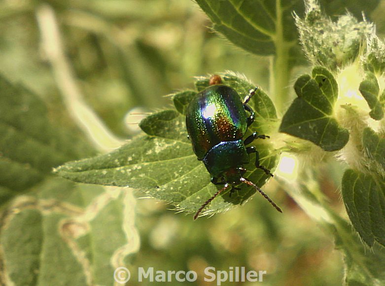 Chrysolina fastuosa: scene di vita in comunit